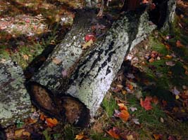 A Red Oak log has numerous rows of the black fungus on the bark. 